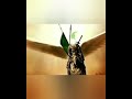 نزل صقر الحومه
