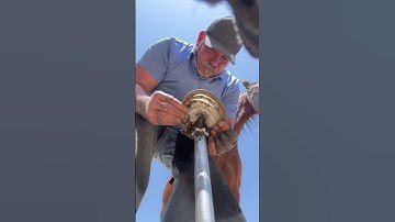 Double trim #horse #farrier #horsecare #animal #hooves #horsefarrier #equestrian #satisfying  #asmr