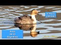 Macá plateado, Silvery Grebe, (Podiceps occipitalis), Aves de la Argentina