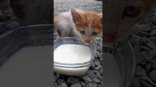 #cat #cats