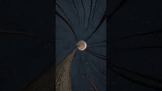 Enature Beautiful Moon