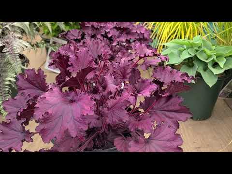 Video: Groei Van Heuchera Uit Sade (20 Foto's): Voortplanting Van Heuchera Deur Sade Tuis, Saailinge Plant En Verdere Sorg