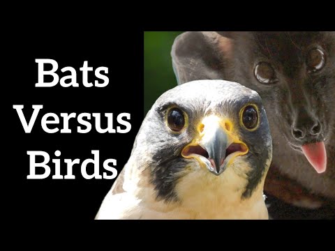 Video: Is een vleermuis een vogel?
