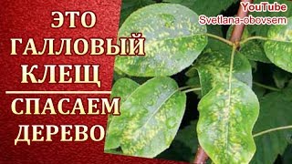 ГАЛЛОВЫЙ КЛЕЩ НА КАРЛИКОВОЙ ГРУШЕ ..ОБРАБОТАЙ ЭТИМИ ПРЕПАРАТАМИ И СПАСЕШЬ ДЕРЕВО