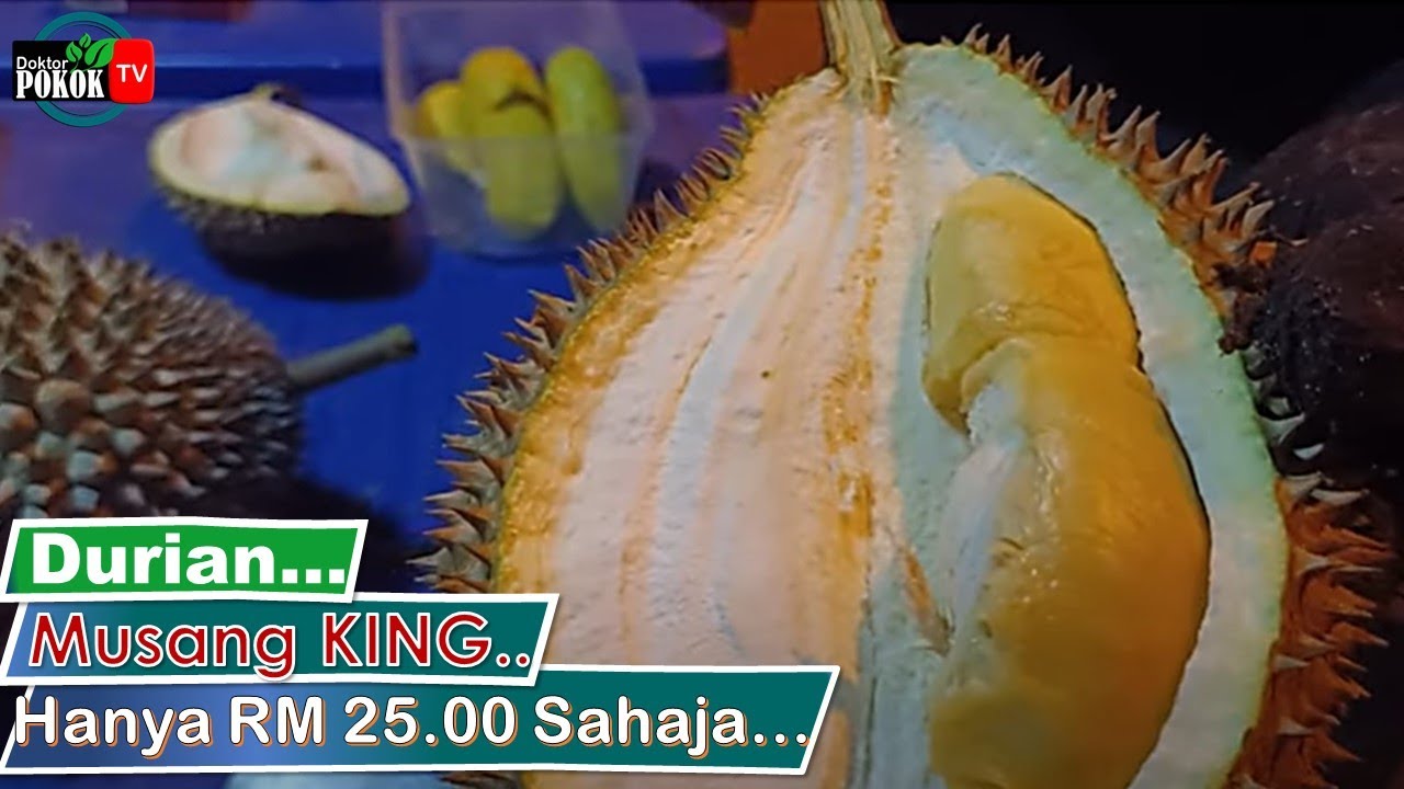 [ Durian ] Harga MUSANG KING (RM25.00), Durian Kampung, Isi Oren, IOI