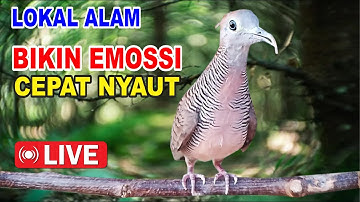 Perkutut Lokal Gacor dari alam liar bikin gacor yang malas BUNYI