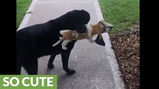 Sweet dog takes beagle stuffed animal on morning stroll