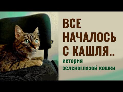 Как я вылечил ринотрахеит кошки в острой фазе | кошка с короной