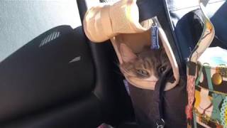 実家で緊張する猫 ノルウェージャンフォレストキャットget nervous.Norwegian Forest Cat.