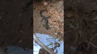 Tritón jaspeado (Triturus marmoratus) #campo #nature #galicia #animals