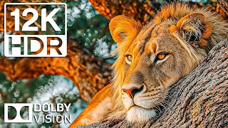 UNIVERSO DE IMÁGENES DE ANIMALES RAROS | 12K Ultra HD HDR 120FPS (Música cinematográfica)