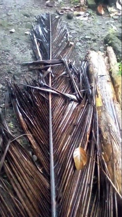 blarak sempal || lembehane koyo blarak sempal #shorts  #jagadkita #amazingfacysoftheworld