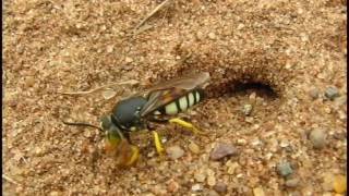 Sand Wasp Bicyrtes Digging Nest Burrow