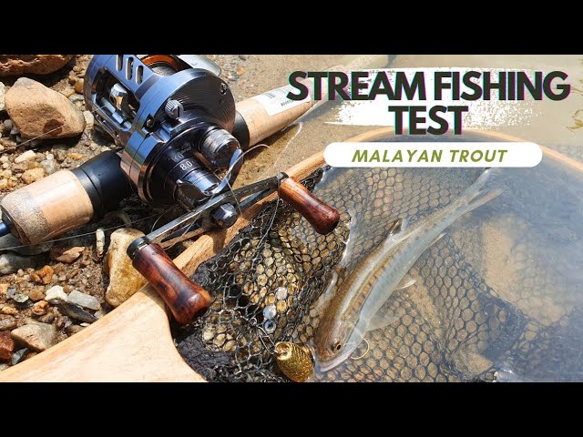 RANCY D1 STREAM ROD MALAYSIAN FIELD TEST : WHY PAY MORE???? 