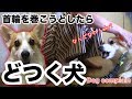 【どつく犬】文句を言うコーギー犬のハク corgi dog complain