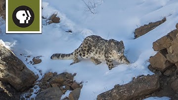 The Severity of Snow Leopard Survival