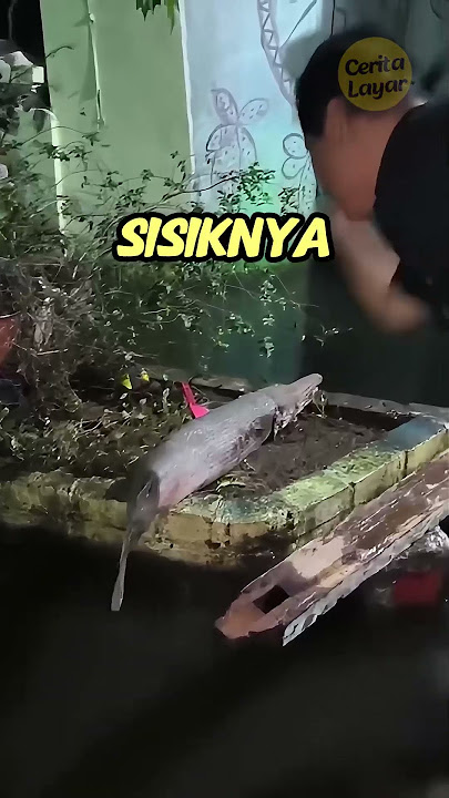 Fish With Scales As Hard As Steel!