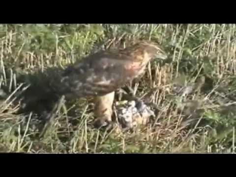 Нападение ястреба на селезня. Сокол охотится. Охота с ястребом тетеревятником видео. Ястреб нападает. Сокол сапсан в атаке.