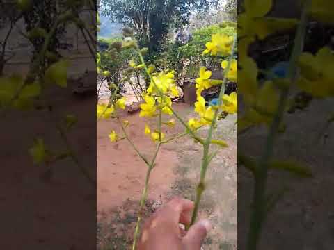 Video: Citopodium