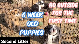 Puppies Go Outside for the First Time!