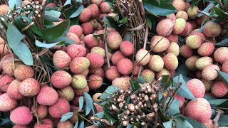 lychee harvest !! VT Free life