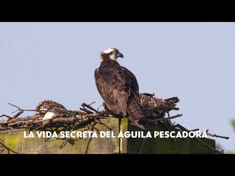 Video: ¿Qué águila pescadora regresa primero?