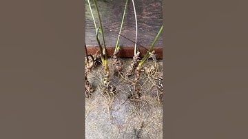 9 củ/1kg  sâm vùi có lá  già rễ tơ cực đẹp  #sâm_ngọc_linh_rừng #sâm_ngọc_linh_rừng