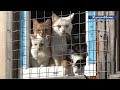 Приют для бездомных животных «КотКурорт» просит помощи у горожан для улучшения жизни постояльцев