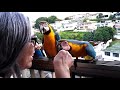 Las guacamayas de El Marques Traen finalmente su pichon al balcon de casa