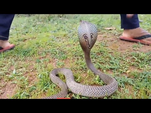 camera iphone 8 plus apk ପଣ୍ଡୁଆ ରୁ କଳା ନାଗସାପ ଉଦ୍ଧାର | Black Cobra Rescue From Pandua Dhenkanal | MPB Snakes