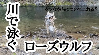 ウルフドッグ Youtube