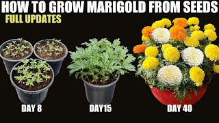 How to Grow Marigold From Seeds | SEED TO FLOWER