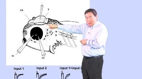 Mu-ming Poo (UC Berkeley, CAS Shanghai) Part 2:Hebb