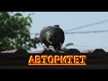 Авторитетный черный голубь от Сергея в небе!