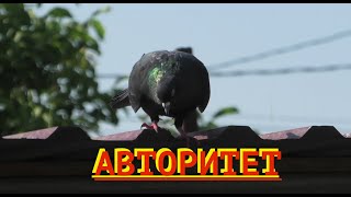 Авторитетный черный голубь от Сергея в небе!