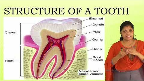CBSE 4 - SCIENCE - TEETH AND MICROBES - PART 5