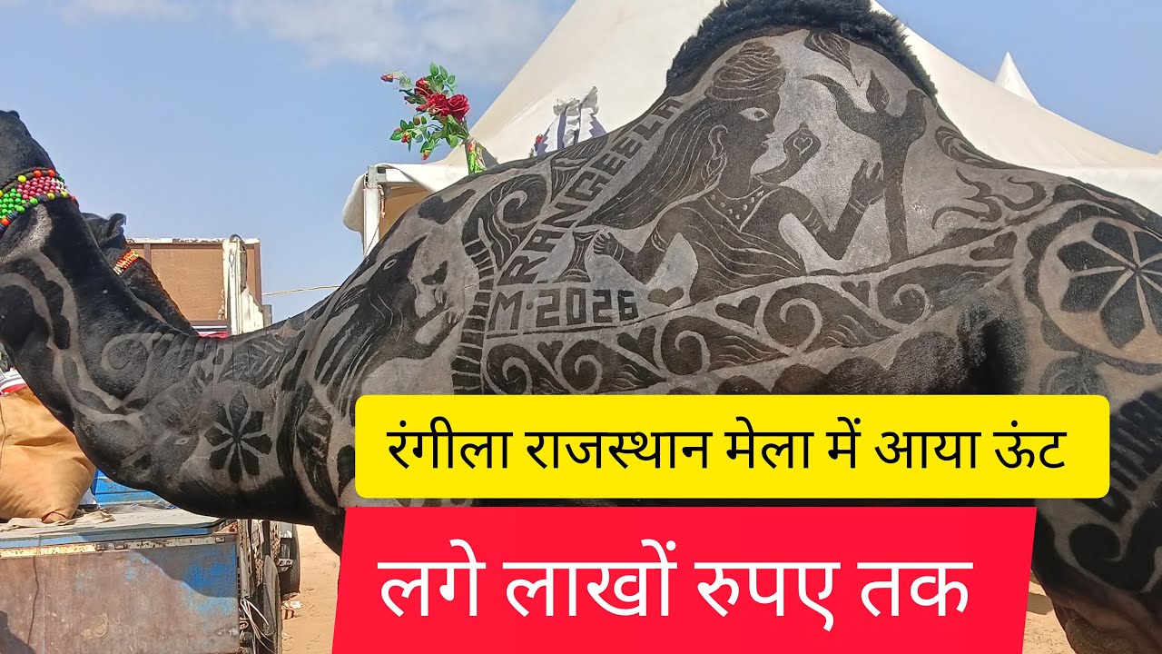 रंगीला राजस्थान में ऊंट को लगे लाखों रुपए ईनाम के