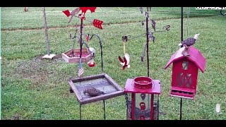 Johnny's Birdfeeders / Chat