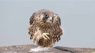 Young Peregrine Falcon