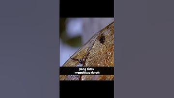 Thumbnail of Tahukah kamu dalam film Jurassic Park #Short