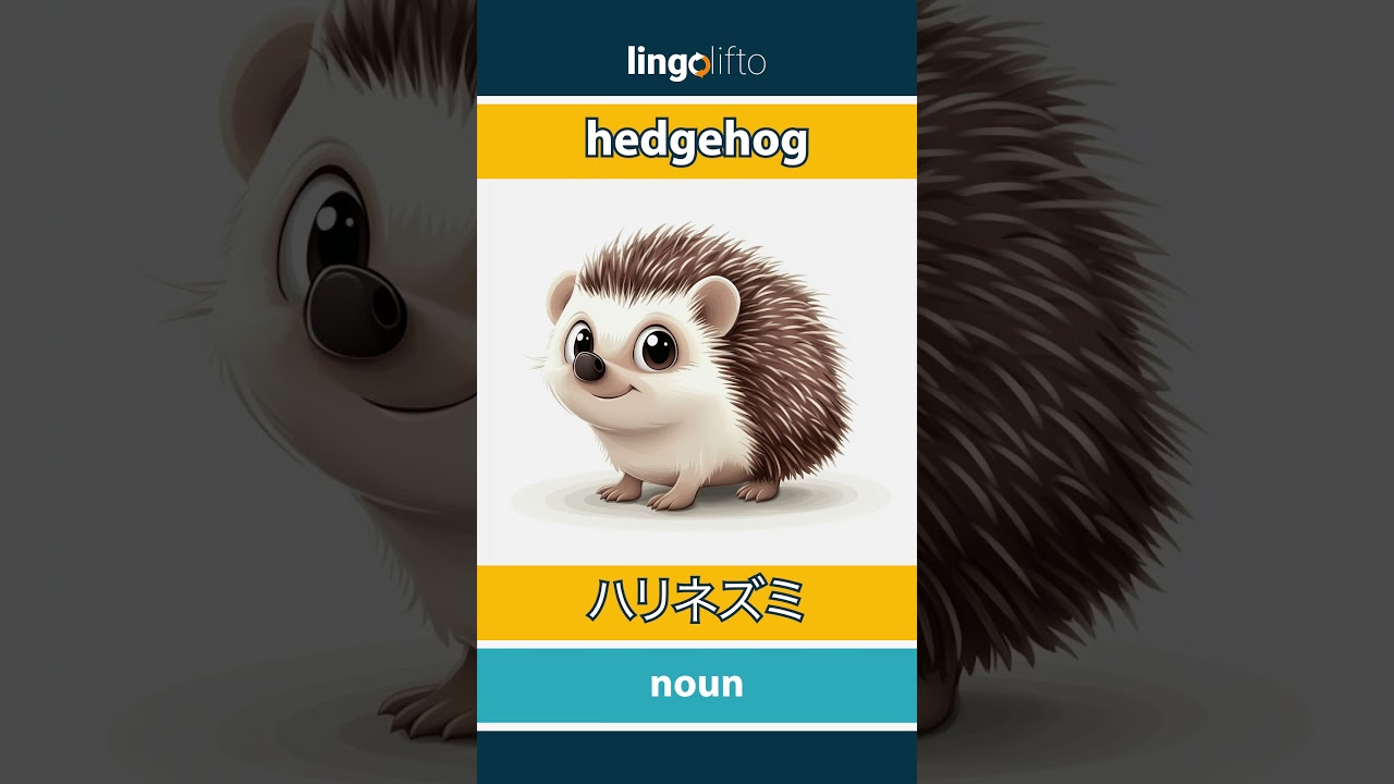 🇬🇧🇯🇵 hedgehog - ハリネズミ : learn English : 英語を学ぼう
