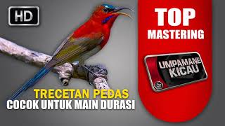 master untuk murai batu main durasi