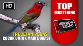 master untuk murai batu main durasi