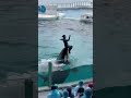 シャチ?イス?友達!!