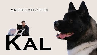 Kal American Akita Dog l TC