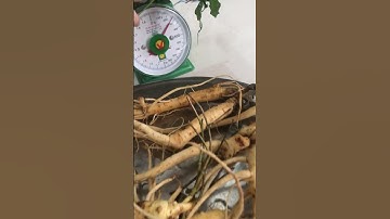 Sâm dây Ngọc linh Kon Tum và hoa sâm Ngọc linh mời các bác gọi 0377965679 e Nguyệt nhé