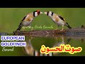 أحسن صوت حسون بري للصيد 2021 نار يا حبيبي نار أحسن صوت حسون بري للصيد 2021 نار يا حبيبي نار