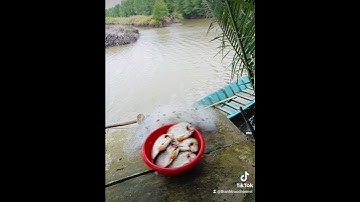 Đặc sản Cá nâu Cà Mau