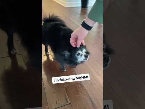 Videó: Én kutyatámogató anya vagyok