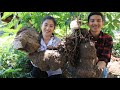 Dig Big Yam To Cook For My Family / Special Dinner With Family / Prepare By Countryside Life TV.